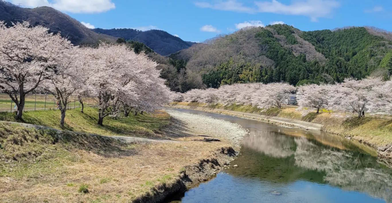 Spring Cherry Blossoms