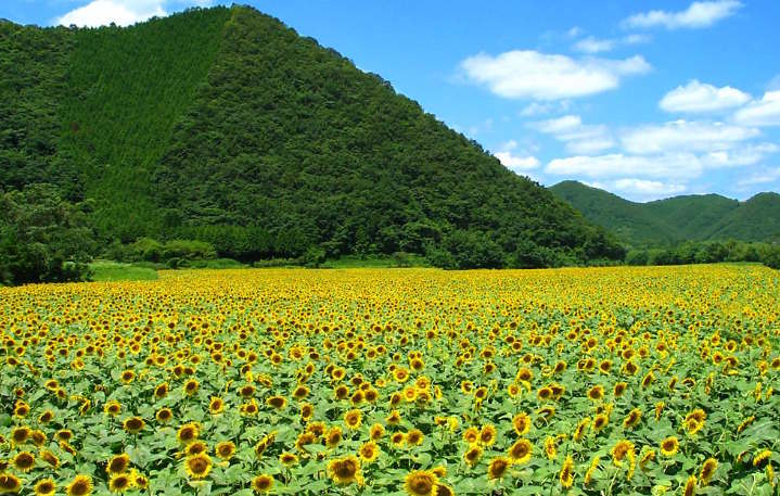 Summer Sunflowers